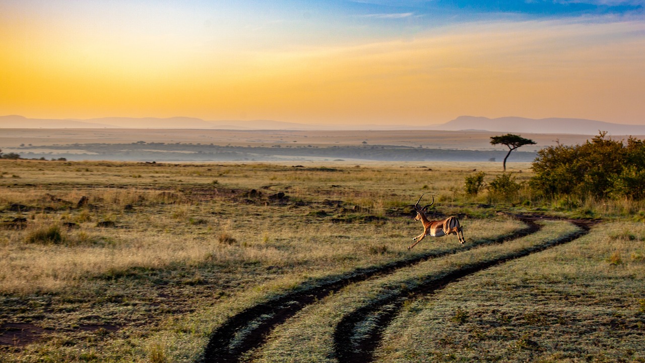 Adventure Tour Packages & Trip for Safaris